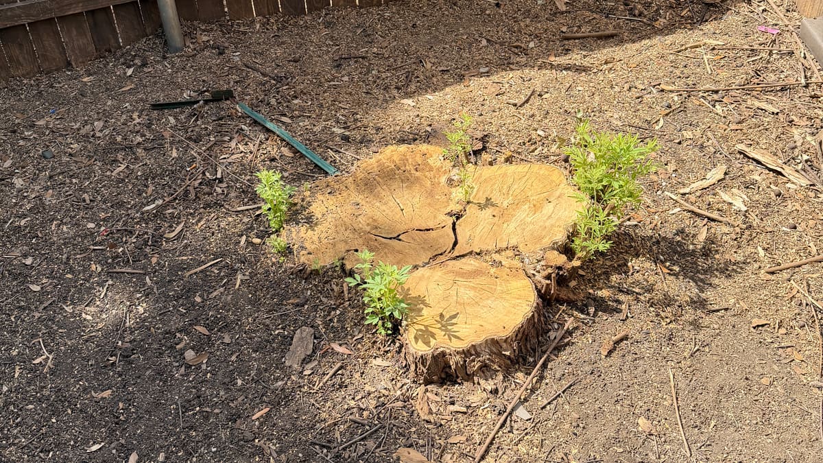 A flush-cut stump in Justin, TX with fresh green shoots growing from its base months after cutting