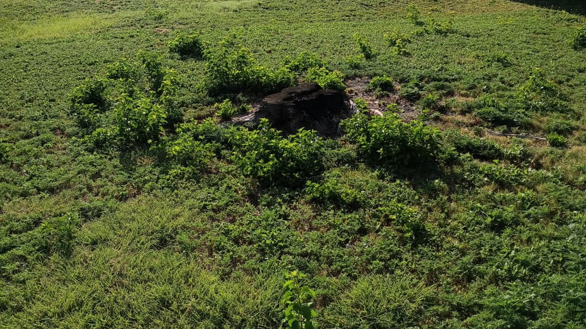 A tree stump in a Princeton, TX front yard buried under live sucker shoots and vines