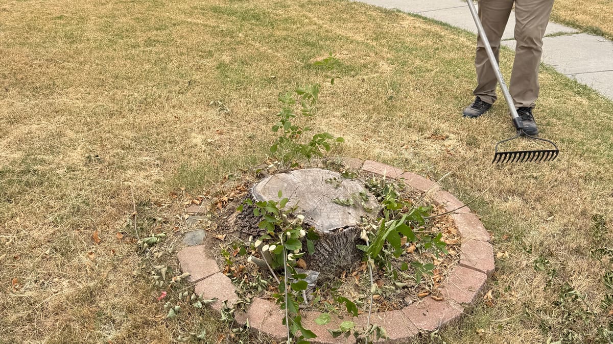 A resprouting stump inside a stone ring in a Rhome, TX front yard, surrounded by fresh sucker shoots
