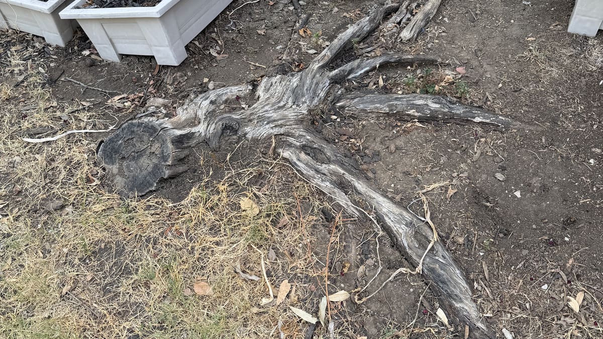 How Long Does a Tree Stump Take to Rot Naturally?