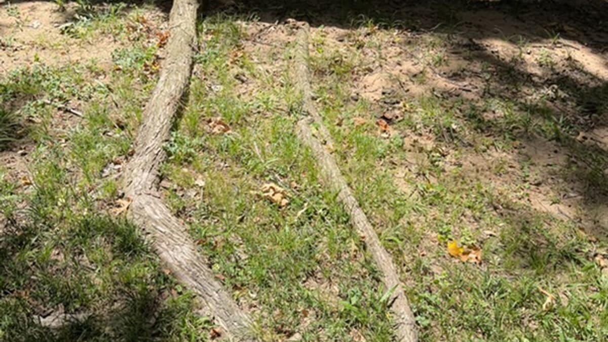 Two long surface roots running across an Irving, TX backyard toward the fence