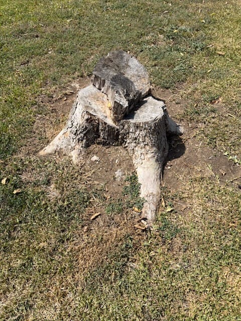 Before: stump removal project in Duncanville, TX