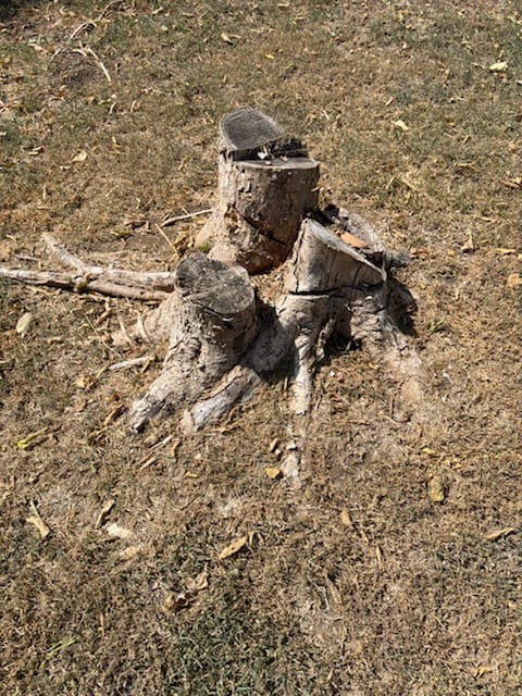 Before: the stump before stump removal in Duncanville, TX