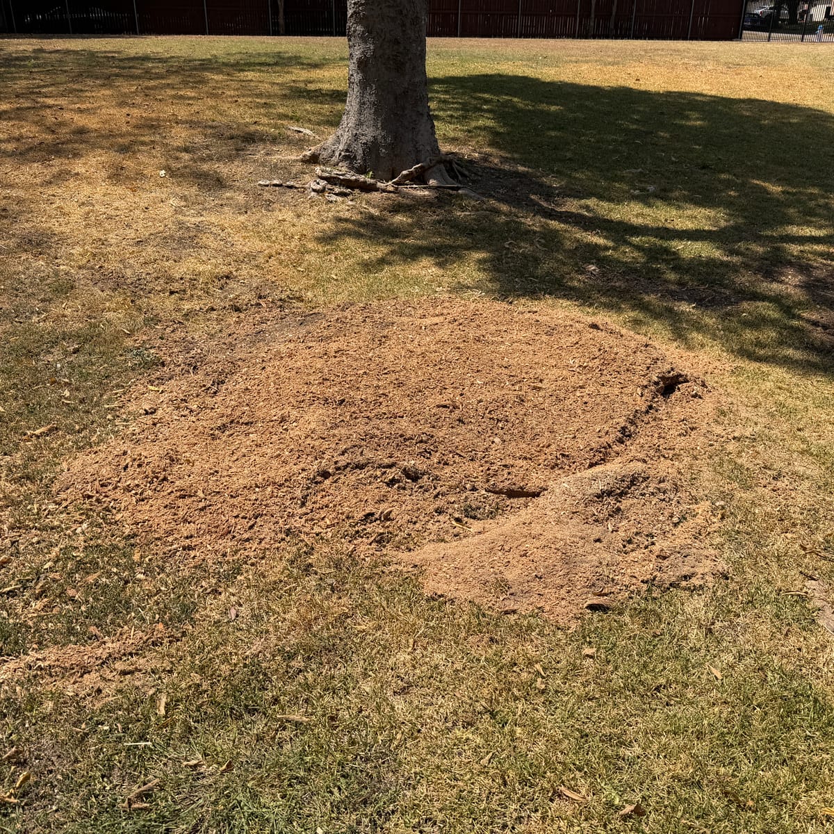 After: stump removal in Duncanville, TX — ground level, ready for grass