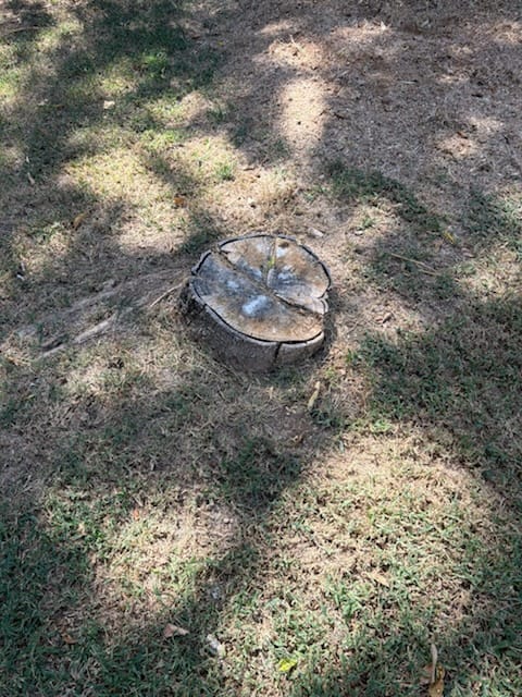 Before: the stump before stump removal in Duncanville, TX