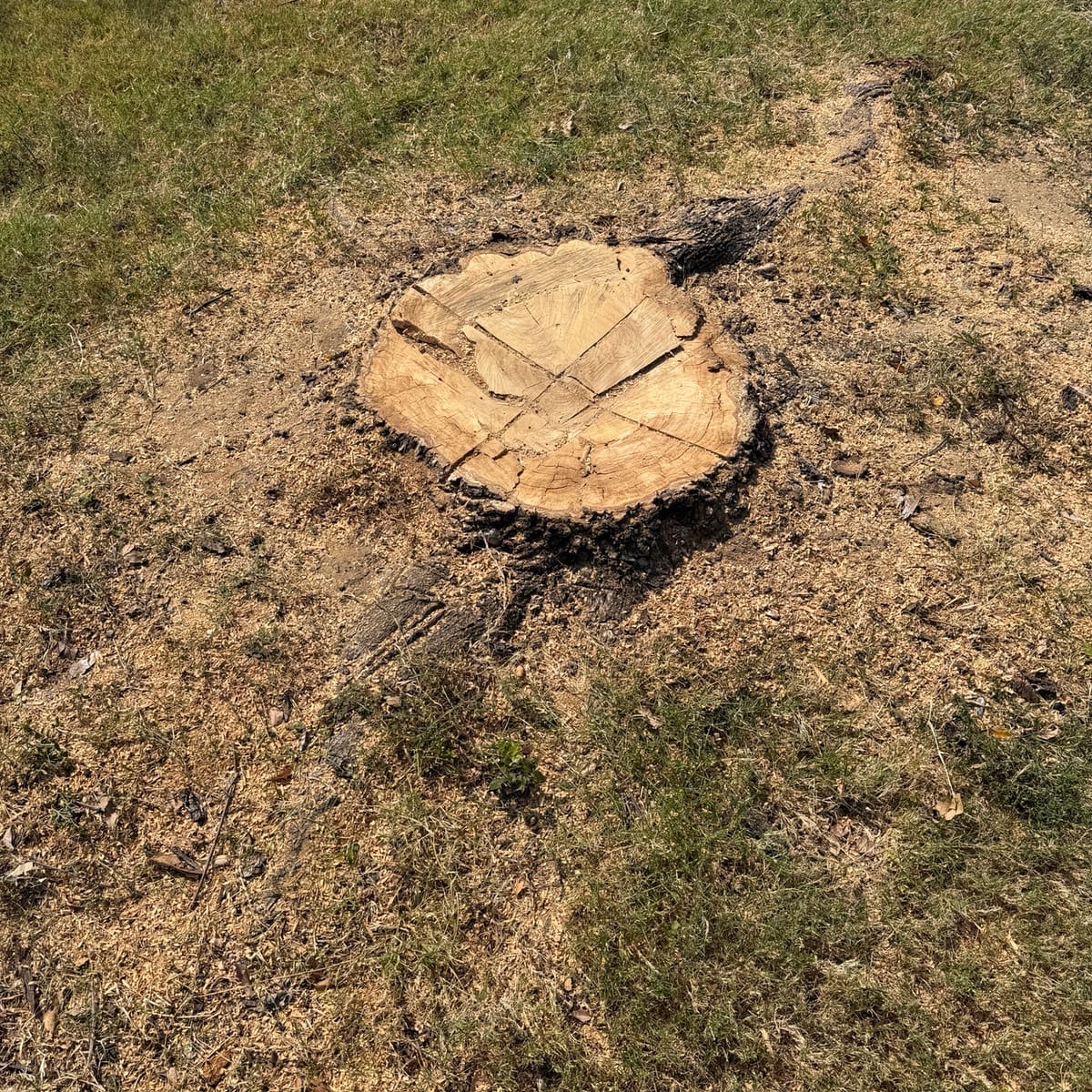 Before: the stump before stump removal in Haslet, TX