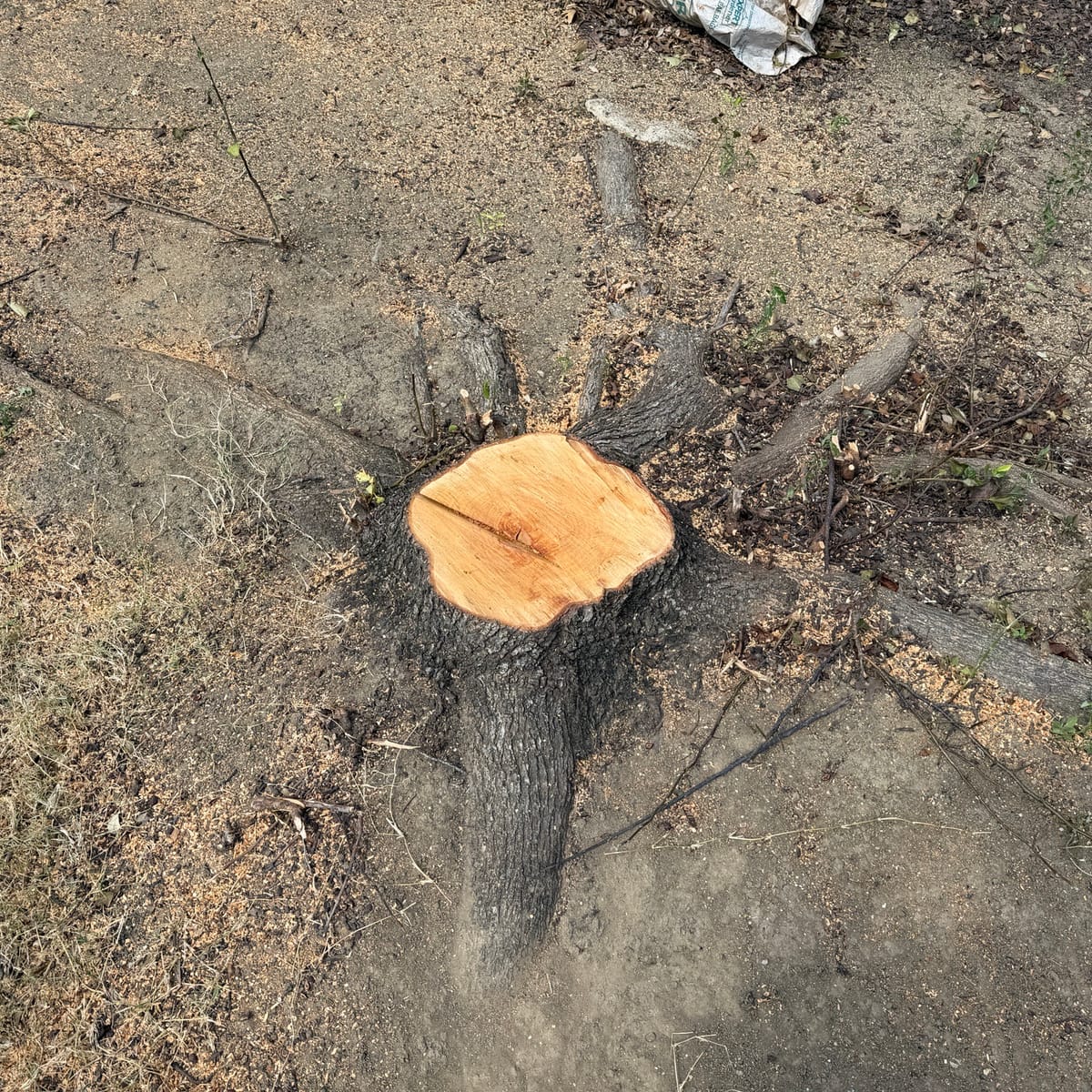 Before: the stump before stump removal in Haslet, TX