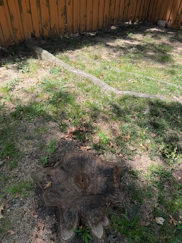 Before: stump removal project in Irving, TX