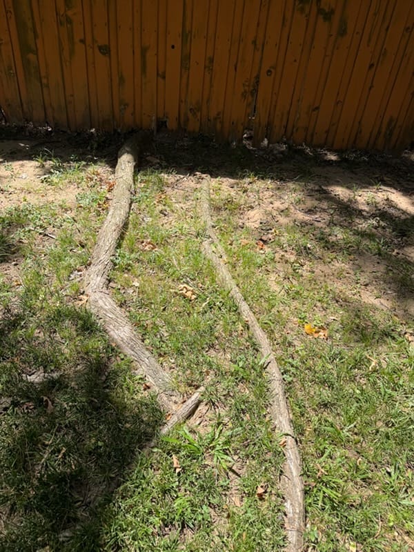 Two long surface roots running across an Irving backyard before grinding