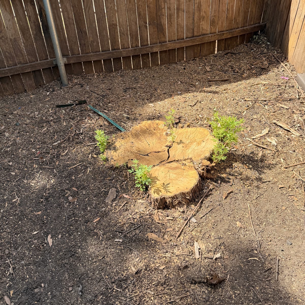 Before: the stump before stump removal in Justin, TX