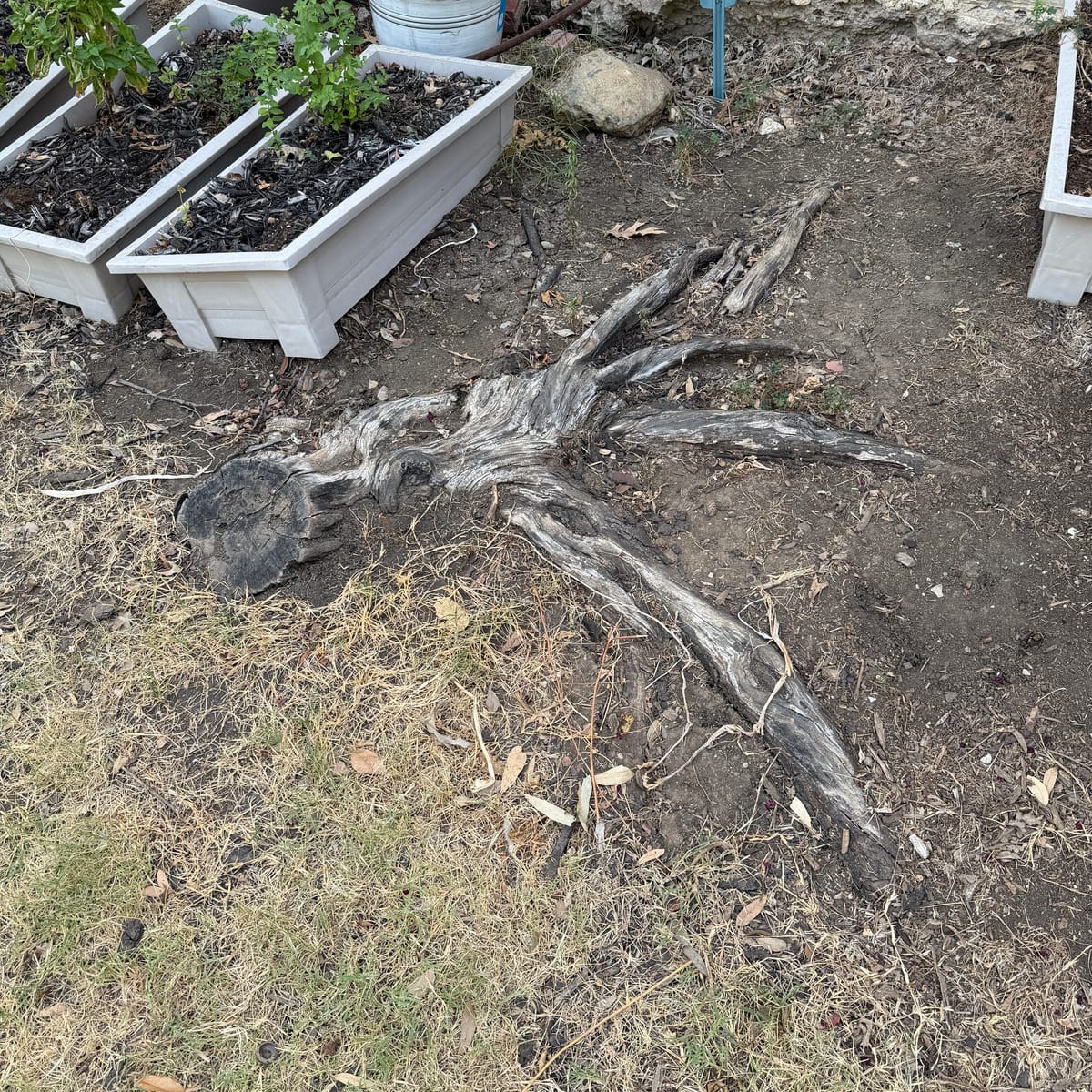 Before: stump removal project in Justin, TX