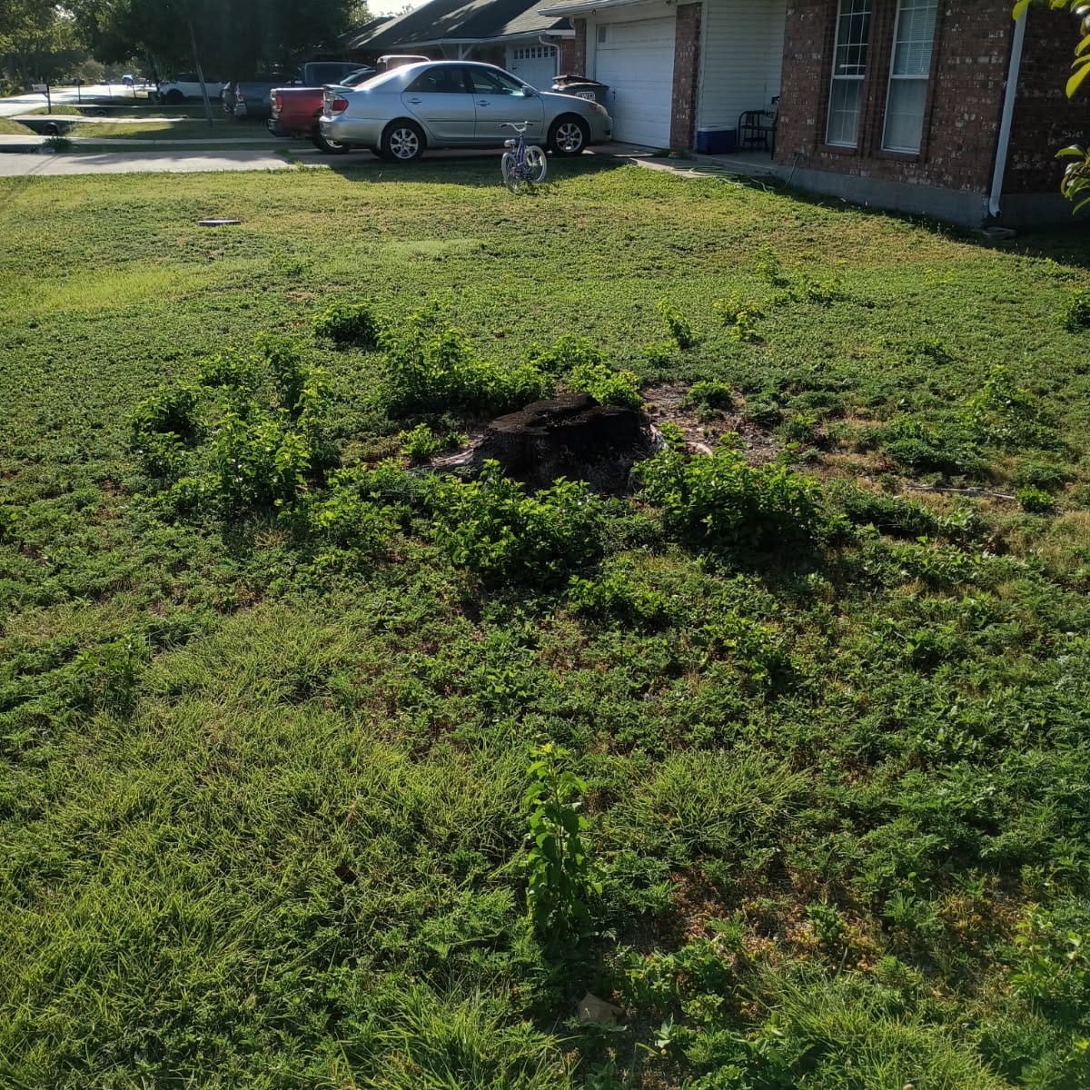 Before: stump removal project in Princeton, TX