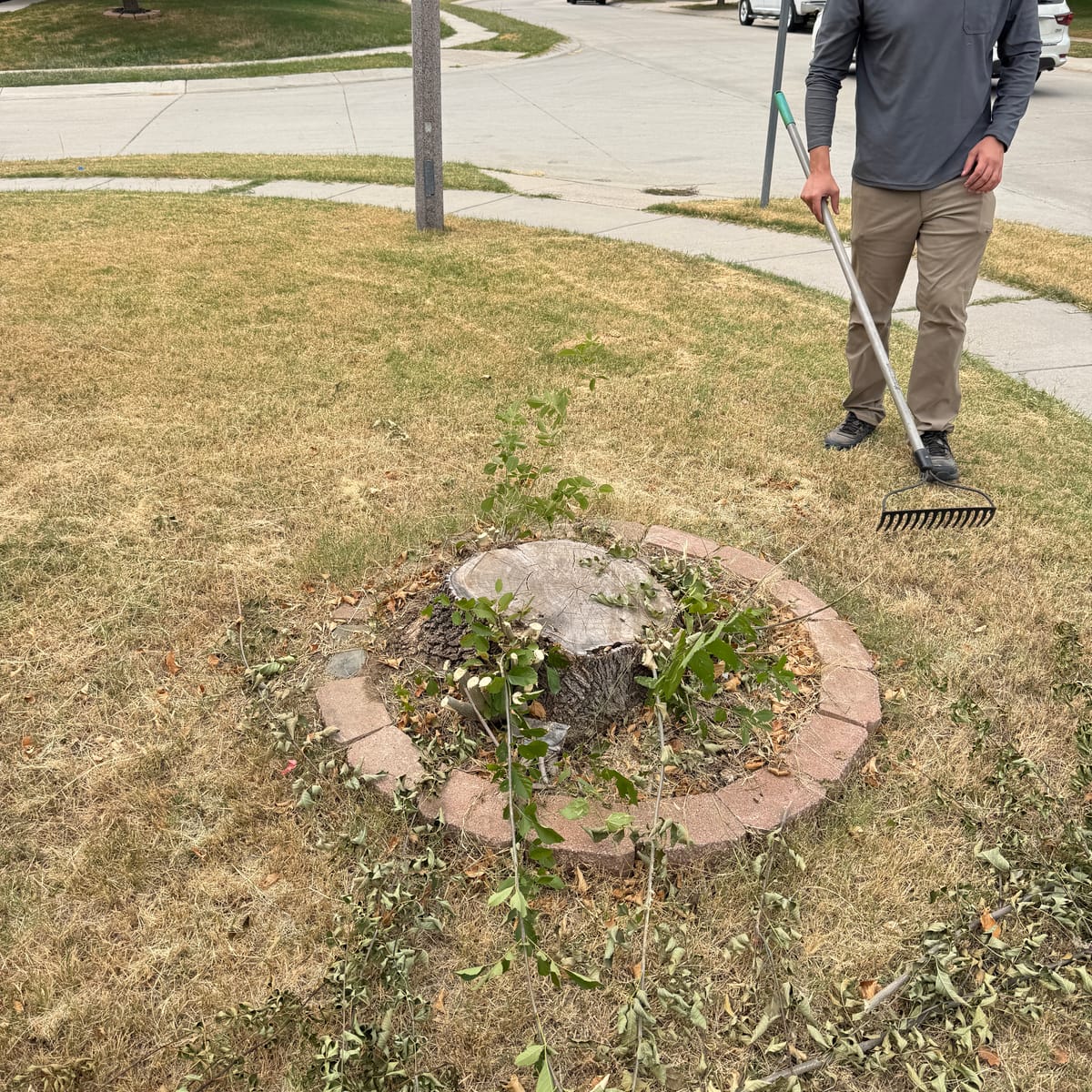 Before: stump removal project in Rhome, TX