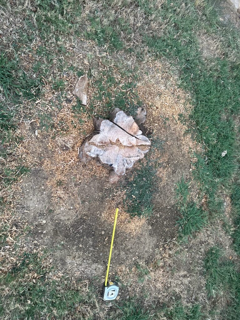 Before: stump removal project in Roanoke, TX